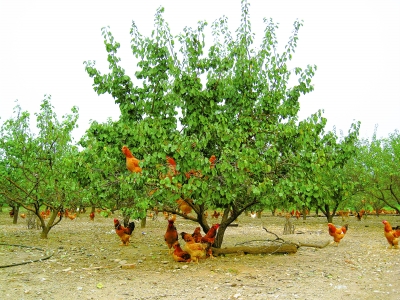 ��Σ�����ı����ͼ�