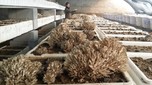 ������ƽ������������ϲӭ��