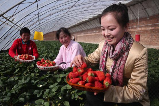 ��ɫ���ؼ���Ϊ������ݮ�������ݻ���