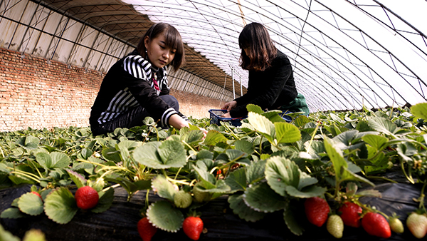 ������ɽ���²�ݮƮ��