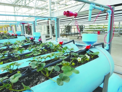 ������ƽ�����������༼���ֲ�ݮ