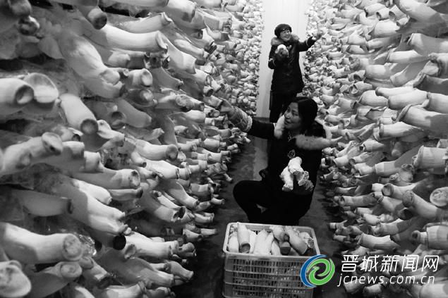 ɽ�����ǣ�ʳ�þ�����ռ�������г�