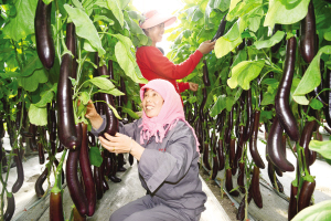 ����������ط������߲˴������� �ḻ�߲��г�
