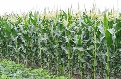 ɽ��ũ��Ժ��������Ʒ��ͨ��������