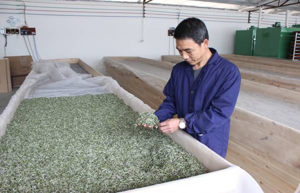 �ղ�ժ�����Ĳ�Ҷ�볧���мӹ�