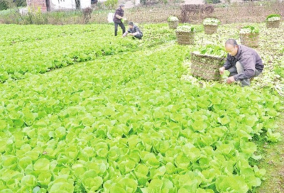 �Ĵ���ʤ����ҵ������ũ����