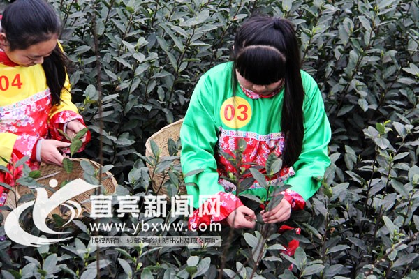 �Ĵ������ٰ��׽�ɲ������ 2015�괺���ժæ