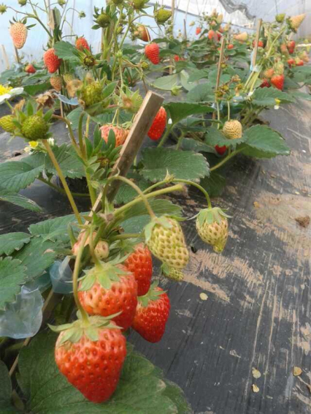 �Ĵ����ݵ�������ݮ������