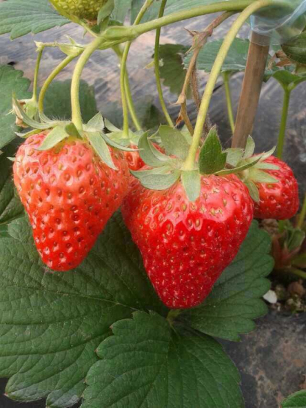 ���������ָ���ˮ�����͵��������������滨�塣�����һ�������滨������֦��С�������භ�ޡ���ӳ��Ȥ���е��Ѿ�������ʵ�ˣ�