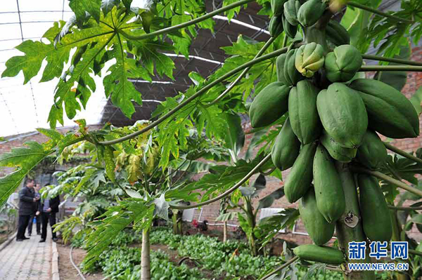 �������ң��۹�����ũҵ����ũ���¸�����