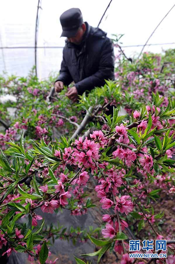 3��2�գ���������������ͨ����������һ���ִ�ũҵ����ʾ��԰���ڣ�����ũ����������������