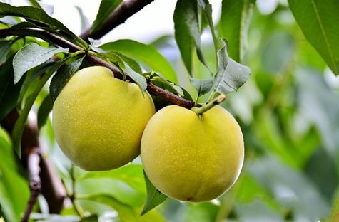 �����������д���������ɫũҵ��ֲ��