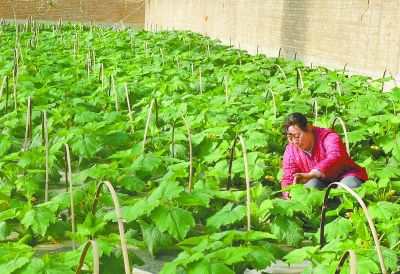 �Ը������޺��������������Ƴɸ����л��ʣ���ֲ�߲ˡ�