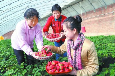 ������ݮƷ���ѡ�