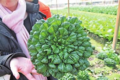 �̲ˣ���ժ�͵����ⷢ�֡�