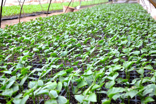 �����׺ӣ���ũҵ�ֶ�벢��ץ�ô�������3