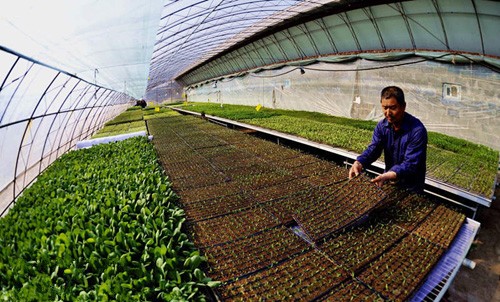 ������ɽ�����Ҵ���Ũ