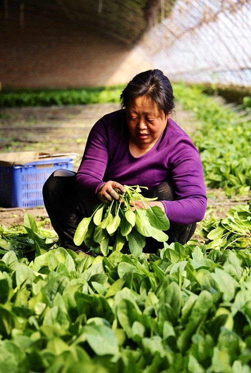 3��9�գ�һλũ���ڱ�������԰ũ��Ʒ����רҵ������������ڲ�ժ�߲ˡ�