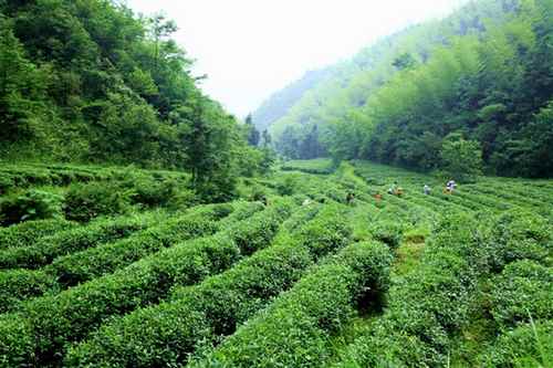 �����»��ظ����滮 �ƽ���Ҷ��ҵ��չ������