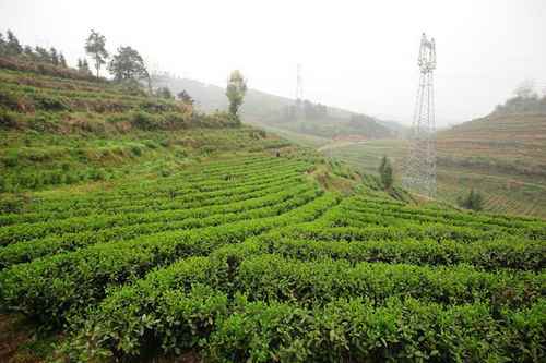 ��ɽ����