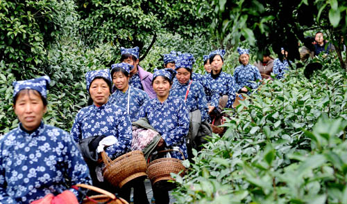 3��10�գ�������Դ�ظ������ɽ�л���԰��ũ��ǰ����ɽ��ժ�´���һ���л��̲衣