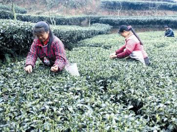 �Ĵ����ش�����ղ�ũС׬һ��