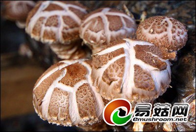 �й��㹽֮�硪���㽭�Ͱ� �ƶ�ʳ�þ���ҵת�������ڼ�