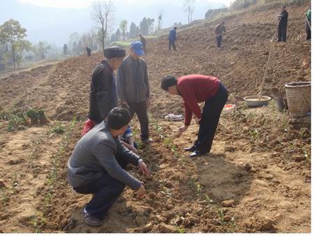 ����̩������չ�½���԰��ֲ������ѵ