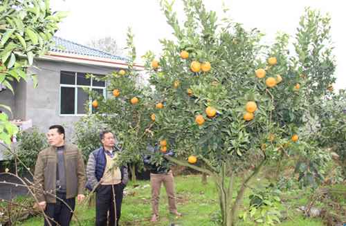 ���Ϻ齭��������ɫˮ����Ʒ������