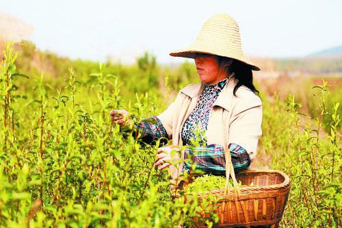 ���ϳ����̲��ѽ�����ǰ���ժ��