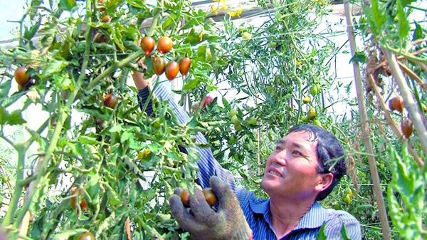 �Ĵ���֦���а����Ϸ�������