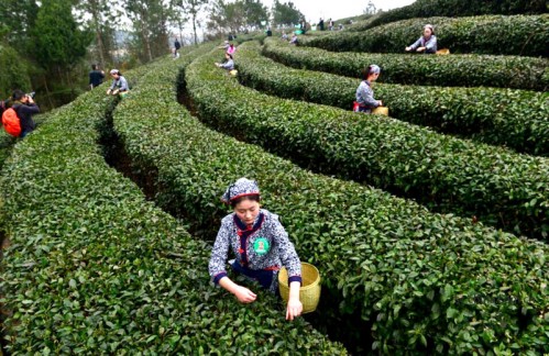 �ֵ������ժ�� �Ĵ�����ɽ�òɲ�æ