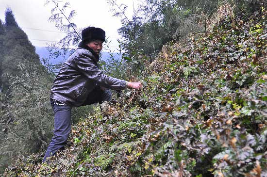 ������ԱΪ��������