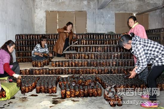 ������ƺ��ũ����������ʳ�þ��ִ���ũ���¸�