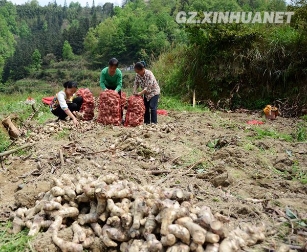 3��31�գ�����ʡ�Ž��ع�����߶���ũ������ˮ��