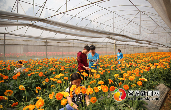 4��3�գ��¹���ˮ����ɲ������л����������˽⻨�ܲ�ҵ��׼��ƶ��Ŀ�ʽ���ʵ�����