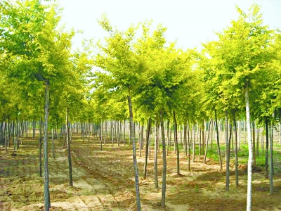 �������ƹ���ʮ�߸�ֲ������