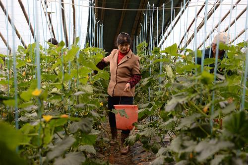 4��9�գ����½��������򶡷����ϲ��̺��ũҵ��չ���޹�˾��ů�����ڣ���˾Ա�����ڲ�ժˮ���ƹϡ�