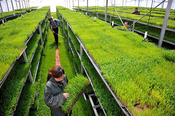 4��11�գ��ڽ���ʡ۶�����ַ����ũ�����������������ʽ��������������Ա�鿴���糤�������