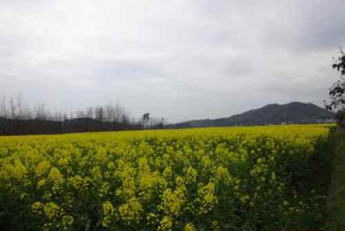 �����з���ͩľ���Ͳ���ֲ����Ȳ���չ