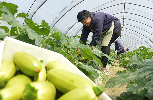 �㽭��ҦĲɽ������«ϲ�����