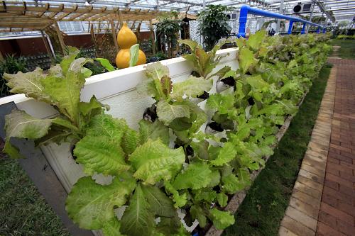 �Ű���ȫ�������ִ�ũҵ�Ƽ�ʾ��԰�ڵ����������߲ˣ�4��10���㣩��