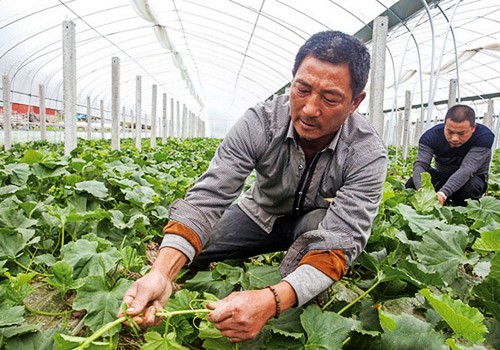 �㽭��ɽǧĶ�������Ӧ��