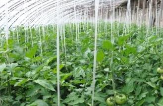 ����̩���أ������߲˷�������