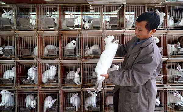 �����Ϸ������չ��ɫ��ֳ