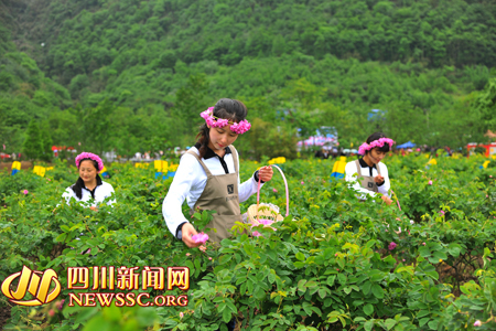 �Ĵ�����õ�廨��ժ�ڿ�Ļ 8000Ķõ�崺��ʢ��