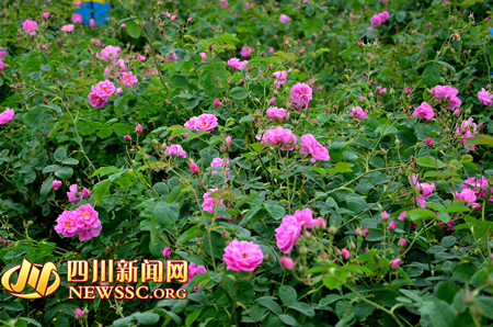 ʢ�ŵ�õ�廨��