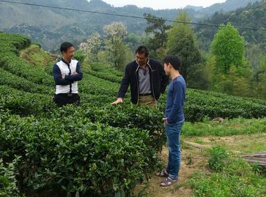 ���������о�ר��ָ��̩����Ҷ����