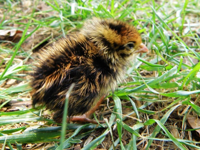 �¸����飺һ������ С����׬��Ǯ