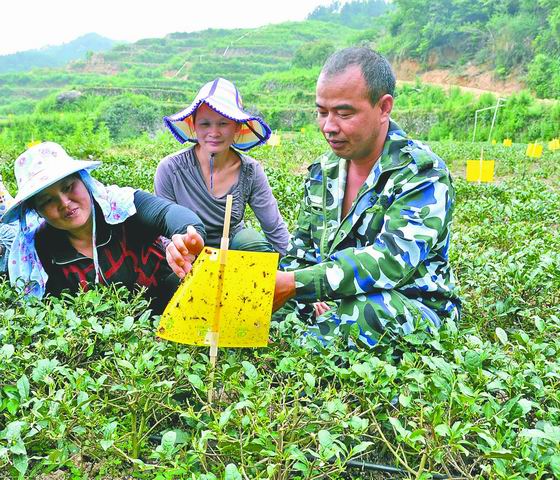 ��Ҷ�������С���ɫɱ�桱